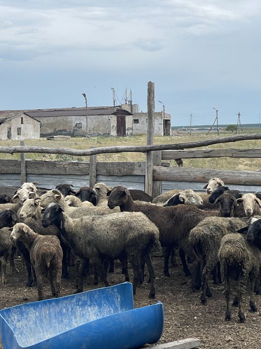 Продам бараны койлар сатам оптом