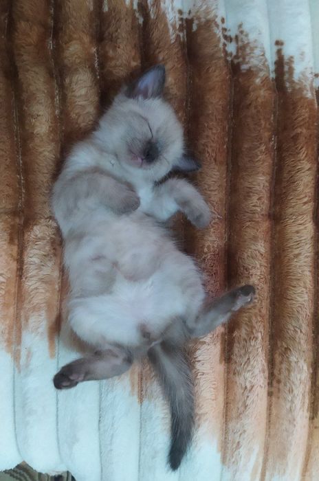 Котенок недорого