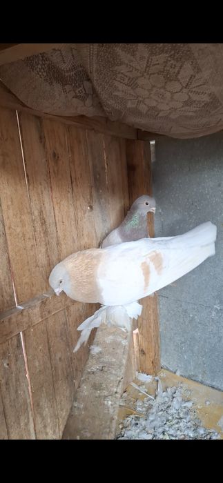 Голуби, Голуби..