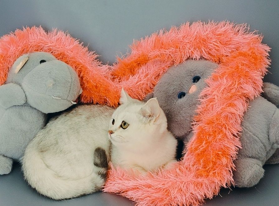 Котенок Шиншилла ns11