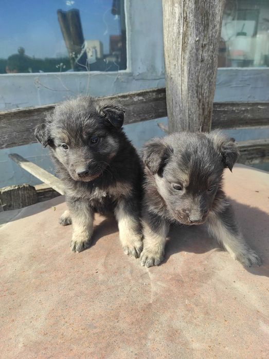 Подарявам кученца