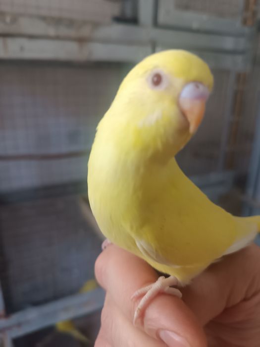 Продаются попугаи молодые валнистые