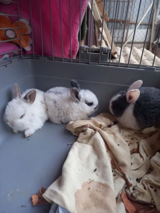 Продам декоративных крольчат.