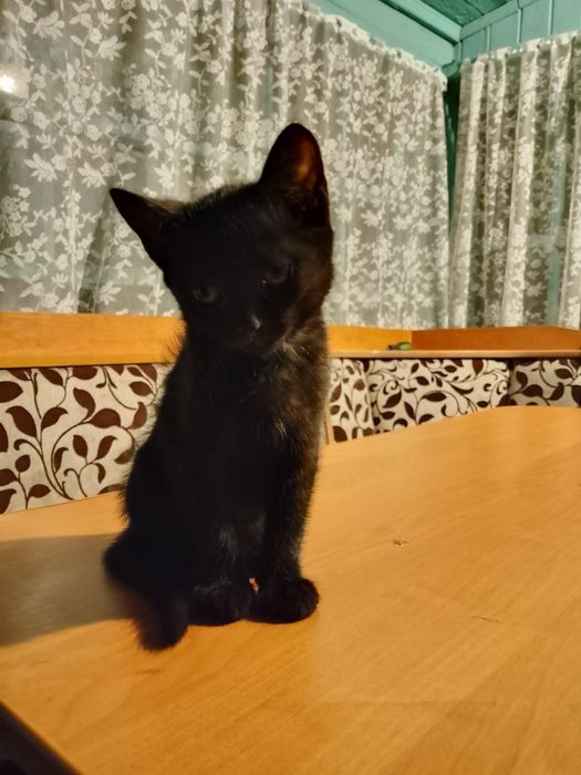 отдам ласковых котят в добрые руки