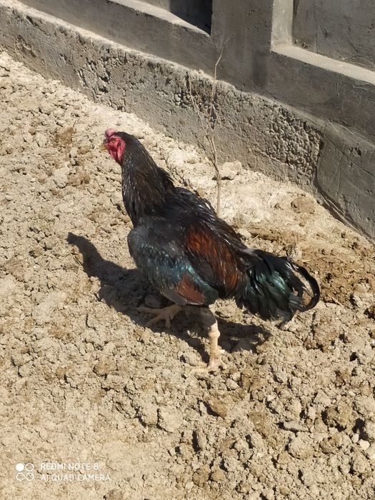 Dakan xoroz sotiladi