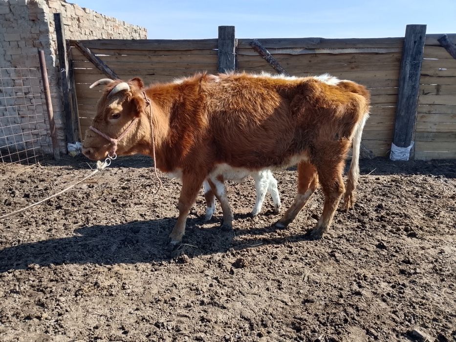 Бузаулы сиырлар сатылады
