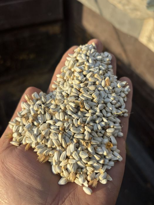 Продам сафлор на корма