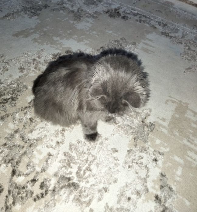 Пародистая кошка 2000