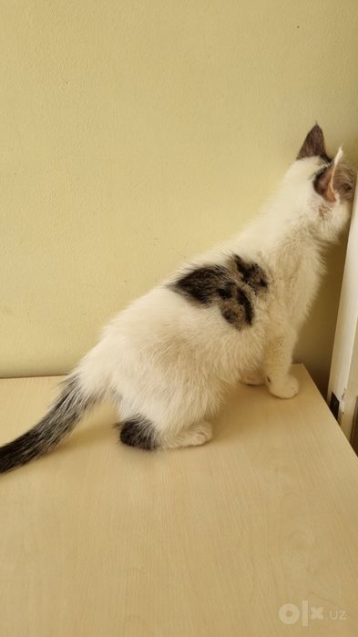 Отдам в добрые руки котенка