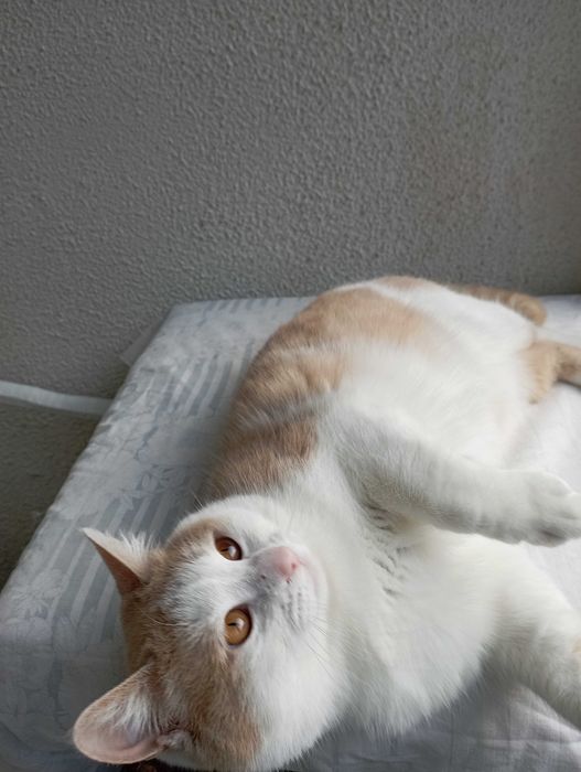 Принц на 1г. 3мес.