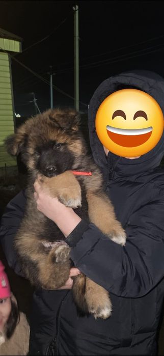 Щенки в надёжные руки