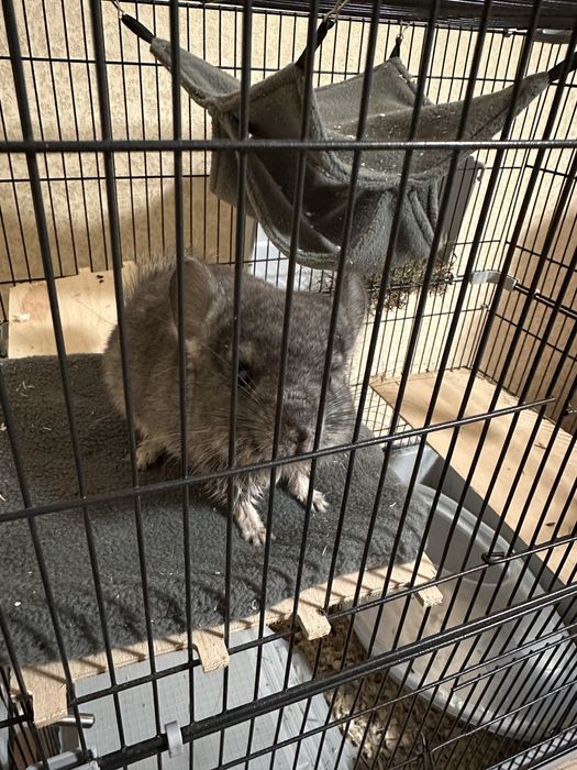 Продам шиншиллу с клеткой