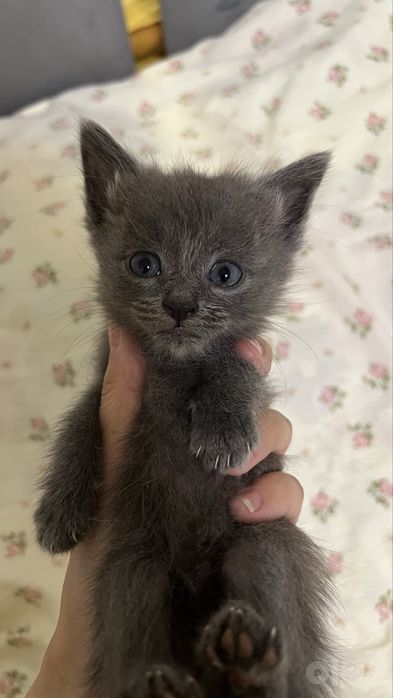 Котенок продается