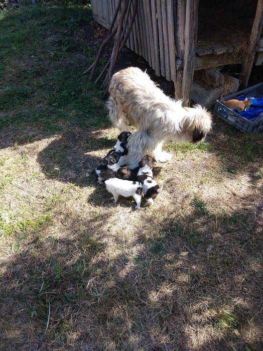 Donez catei ciobanesc