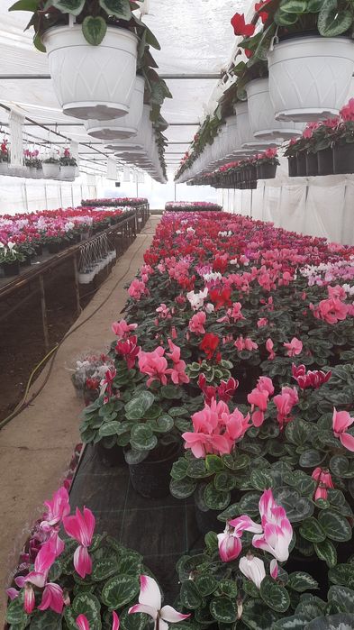 Vând zambile cyclamen primula