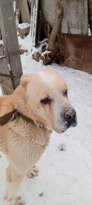 Алабай бесплатно добрым хозяевам