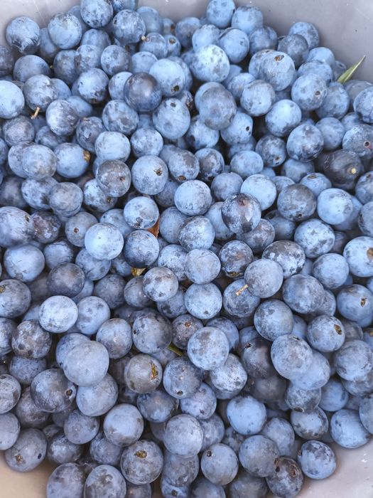 Vând porumbele de munte