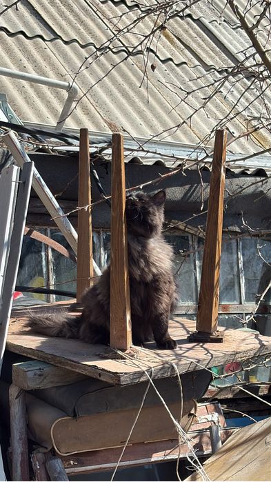 Отдам даром Сибирскую кошку