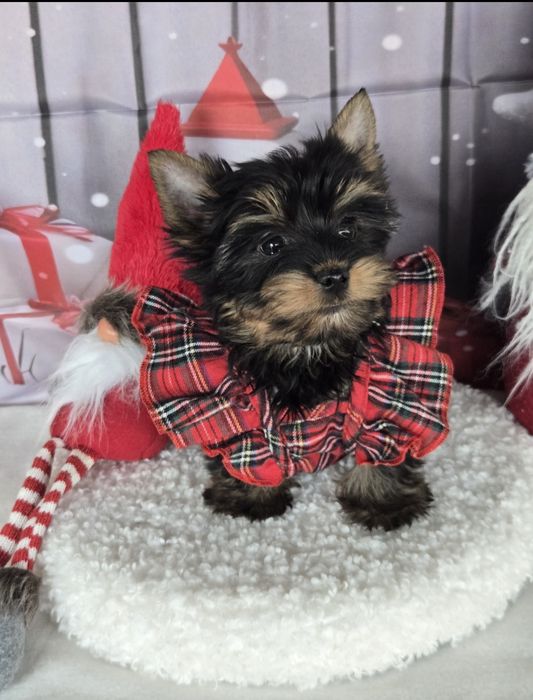 Йоркширски териер ,йорки мини момиче