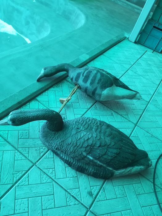 Продам подсадных!