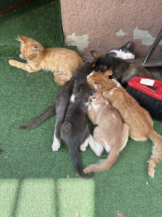 Ofer spre adoptie 4 pisoi