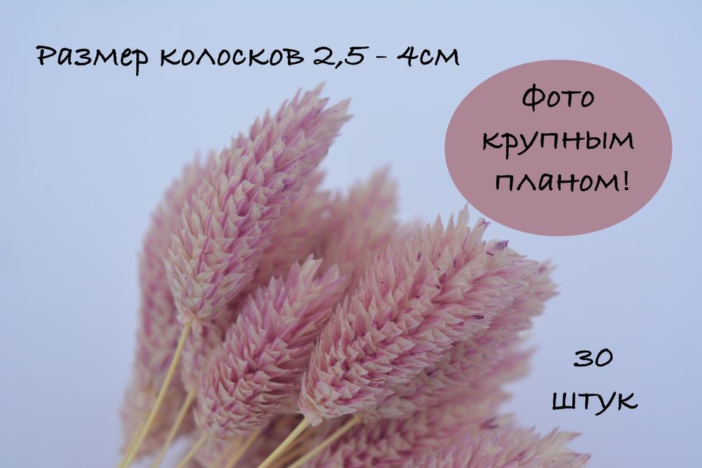 Сухоцветы. Цветы для дома.