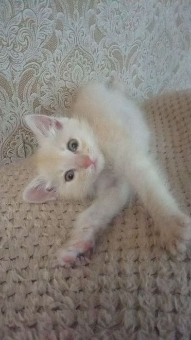 Отдам котенка в хорошие руки