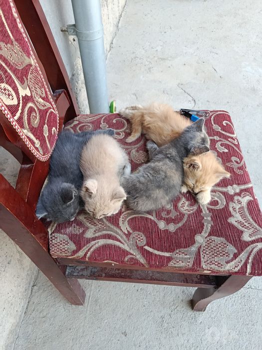 Котята и кошки милые