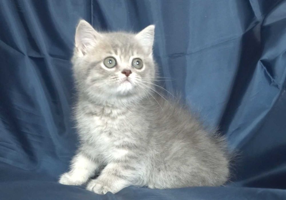 Британски късокосмести котенца