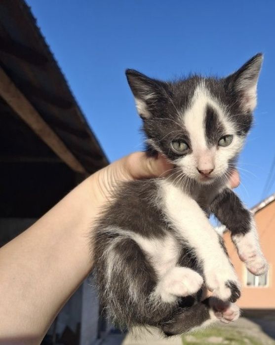 Pisoiași mici spre adopție
