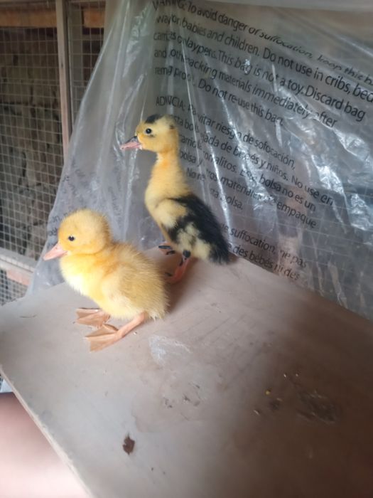 Jójala sotiladi òrdak