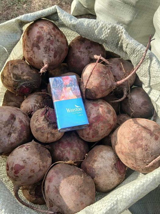 Продам Свекла Железинка