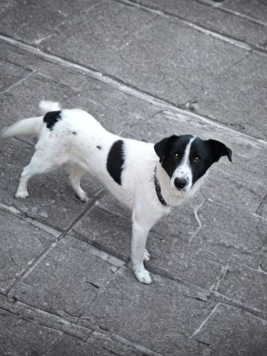 Метис алабая. Мальчик. Год.