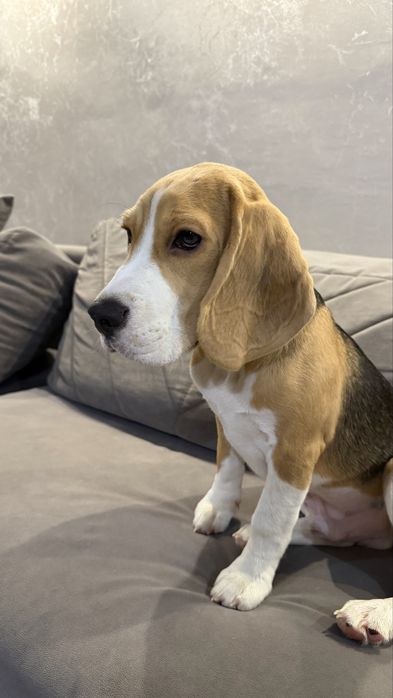 Породистый щенок Бигль