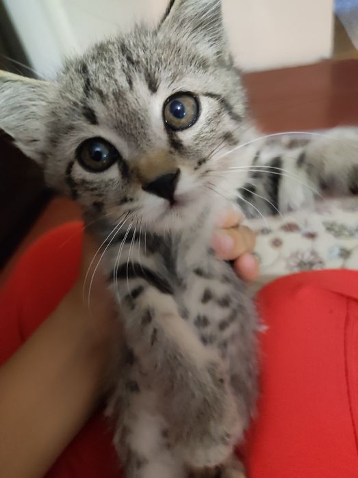 Домашняя кошкааа