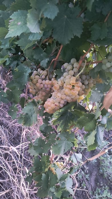 Struguri podgoria Cotești -Vrancea