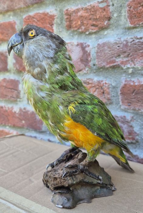 Papagal Senegal Impaiat - Taxidermie Targoviste • OLX.ro