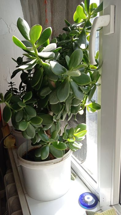 Продам домашние цветы