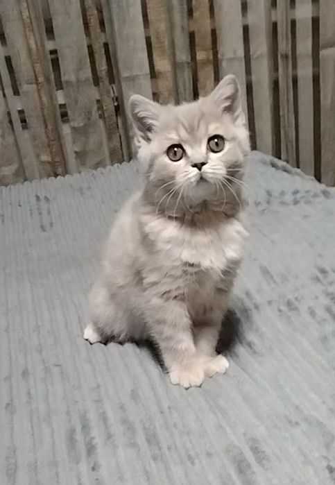 Девочка Скоттиш Страйт. Шоу класс!