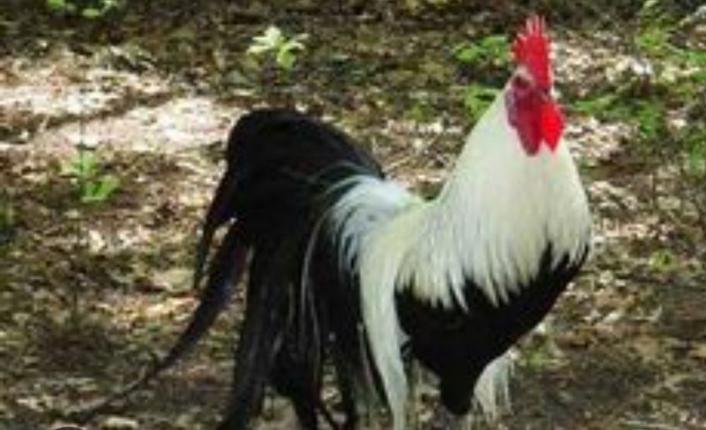 Phoenix cocosi tineri