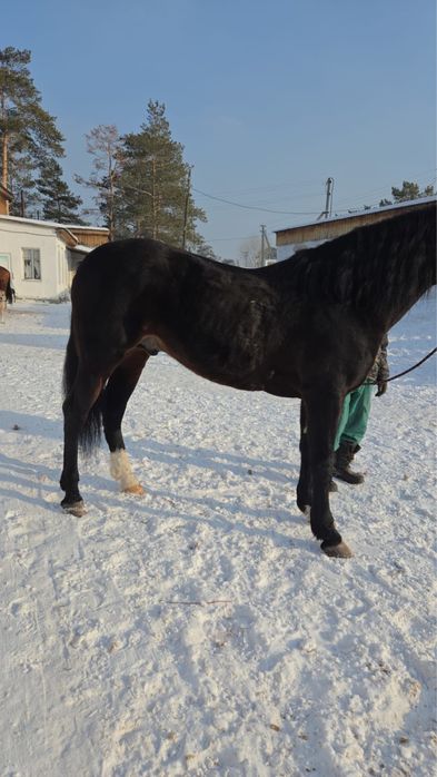 Айгыр жеребец семь лет