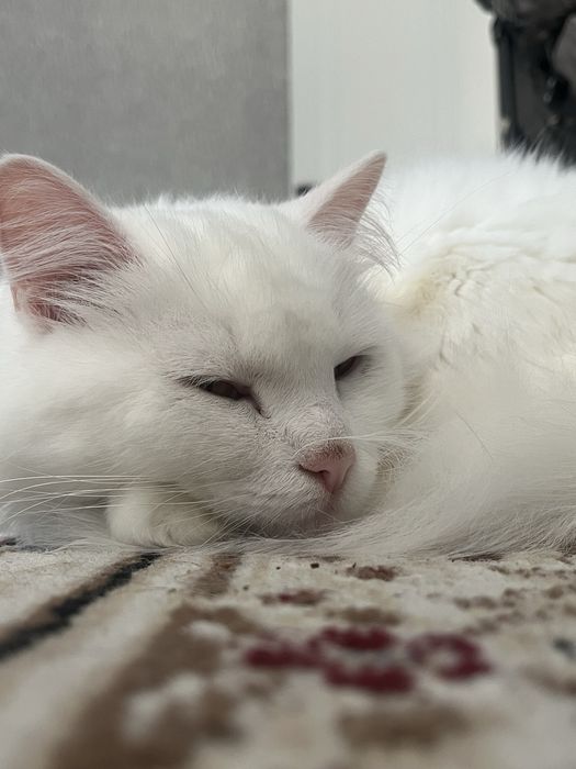 Отдам кошку за 30.000