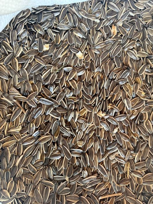 Pista smechka sotiladi