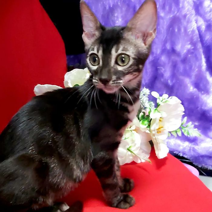 BLACK Bengal Cat. Vip котята