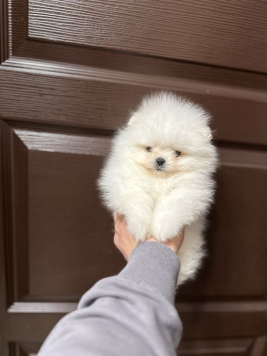 Мини Померан.