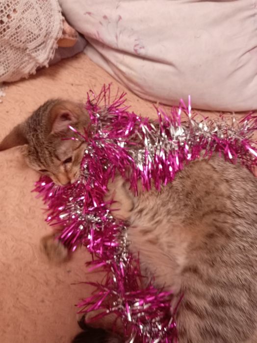 Котенок подросток