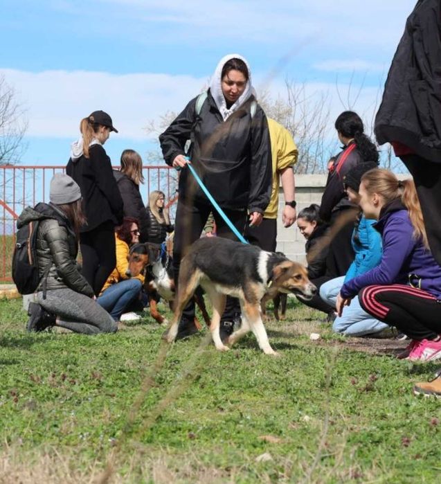 Разхождане на кучета / гледане на котка