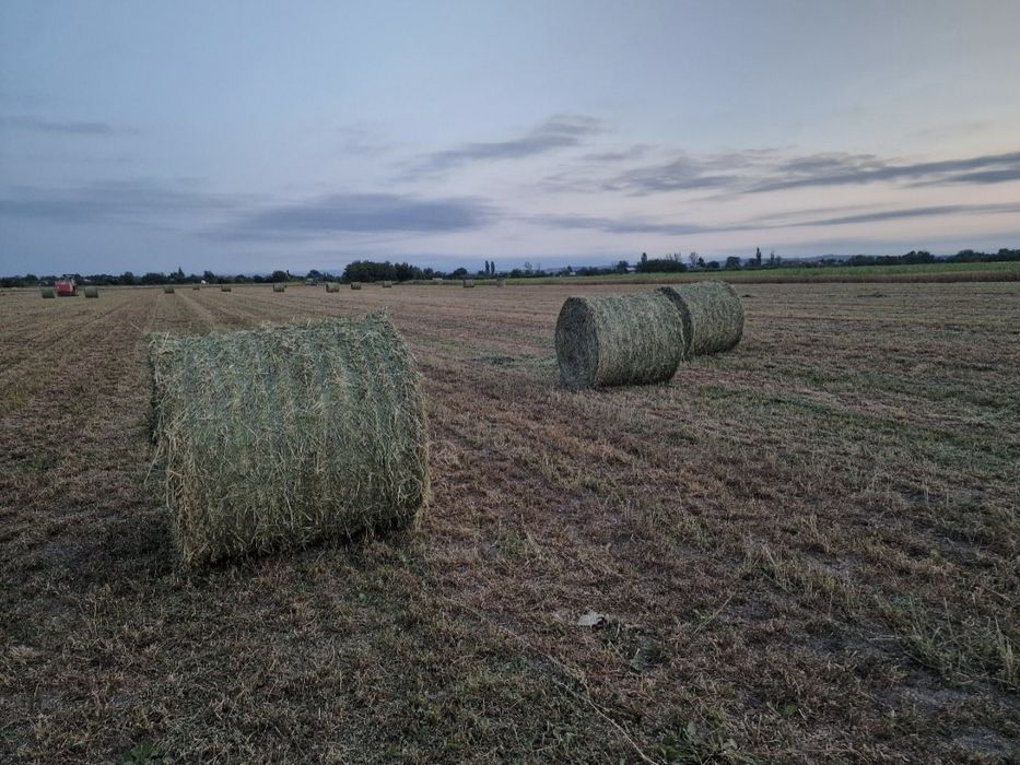 Vând baloti lucerna