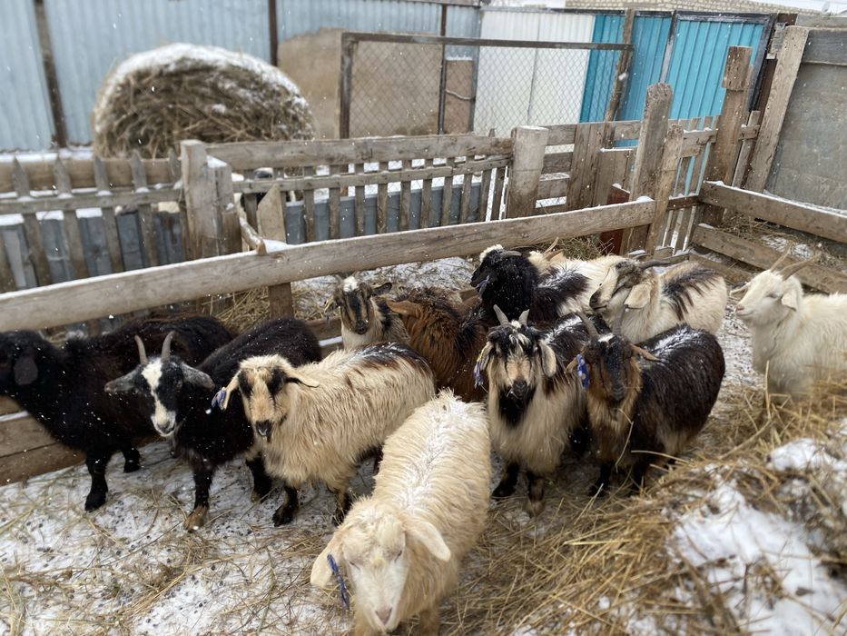 Шібіш ешкілер сатылады