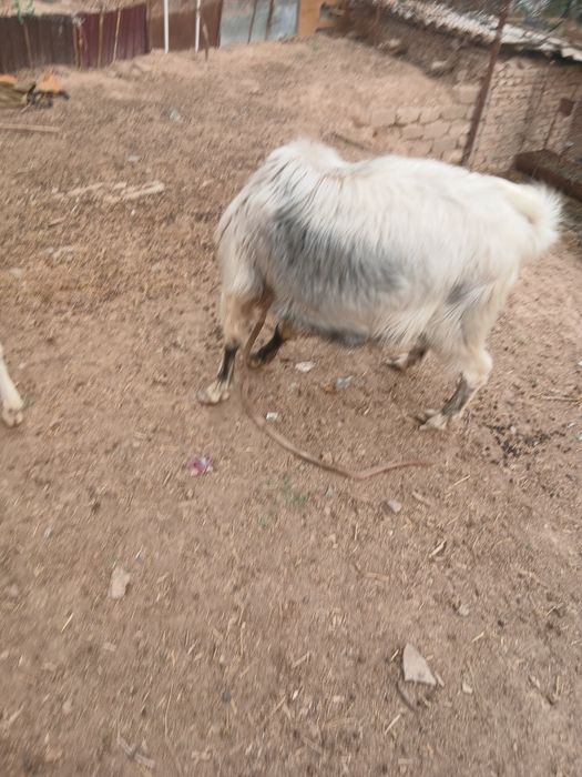 Продаётся племенной  козёл